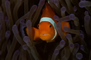 Thoughtful Nemo by Dmitry Starostenkov 